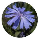 perfilyasna