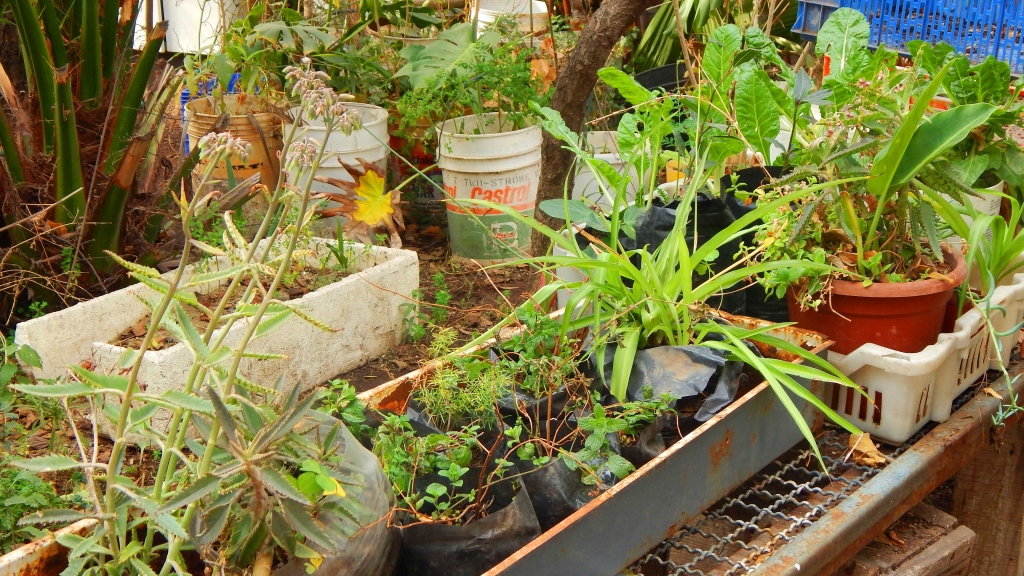 Jardín de Biología - UMCE
