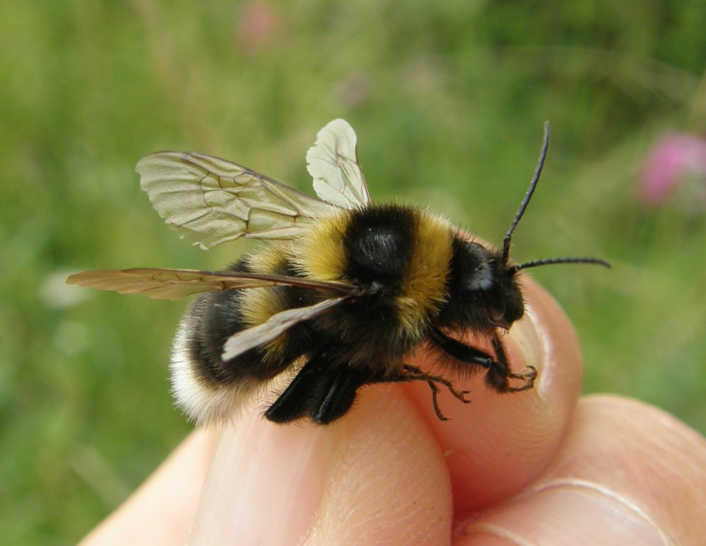 Bombus ruderatus, especie introducida en 1982 y rápidamente expandida en el territorio nacional. Tiene el potencial de desplazar a los polinizadores autóctonos.