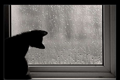 gato-lluvia1