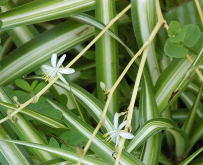 mala-madre-flores